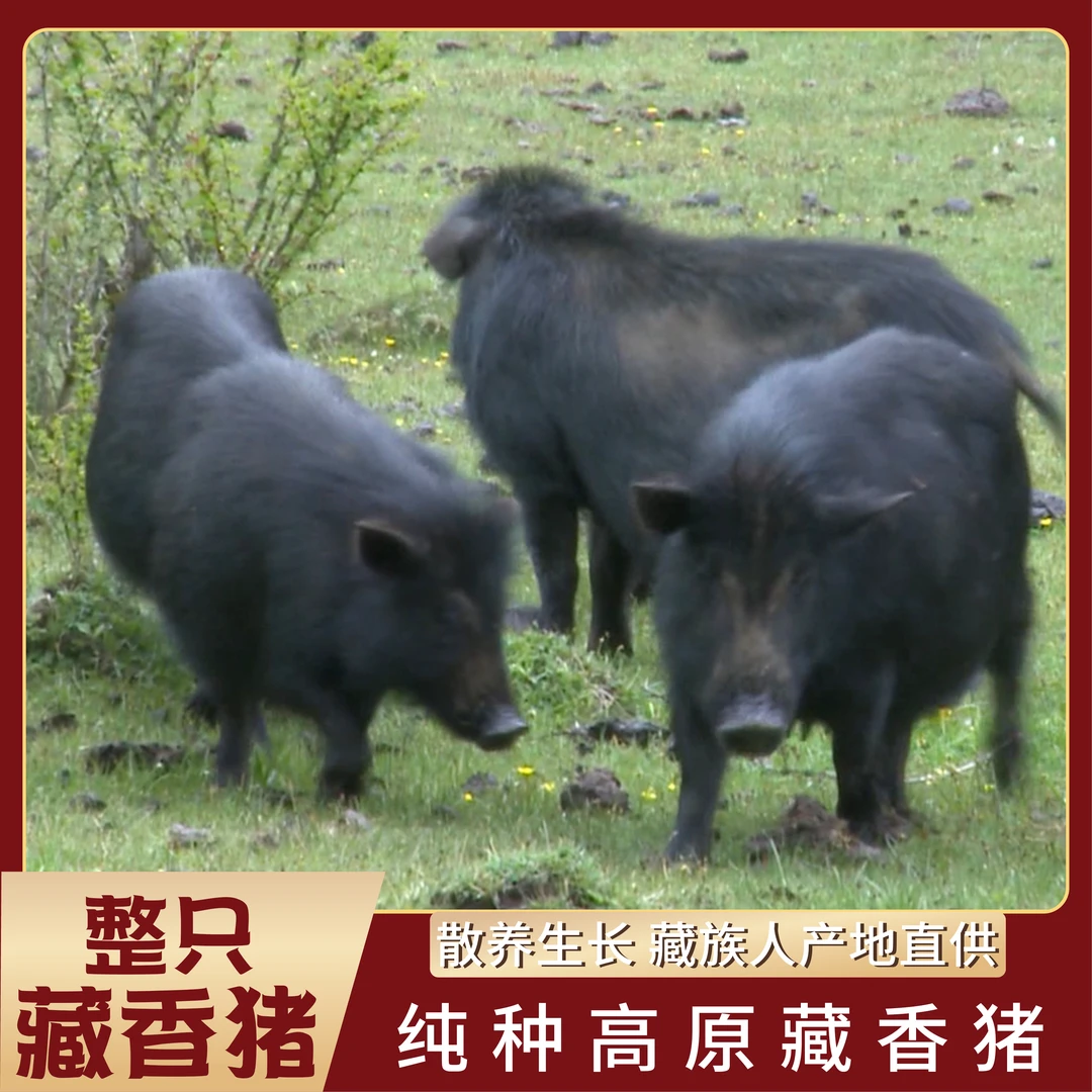 【一整头藏香猪】高原纯种藏香猪土猪肉 藏族人原产地直供约70斤/头