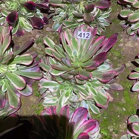 多肉植物法师412凤冠