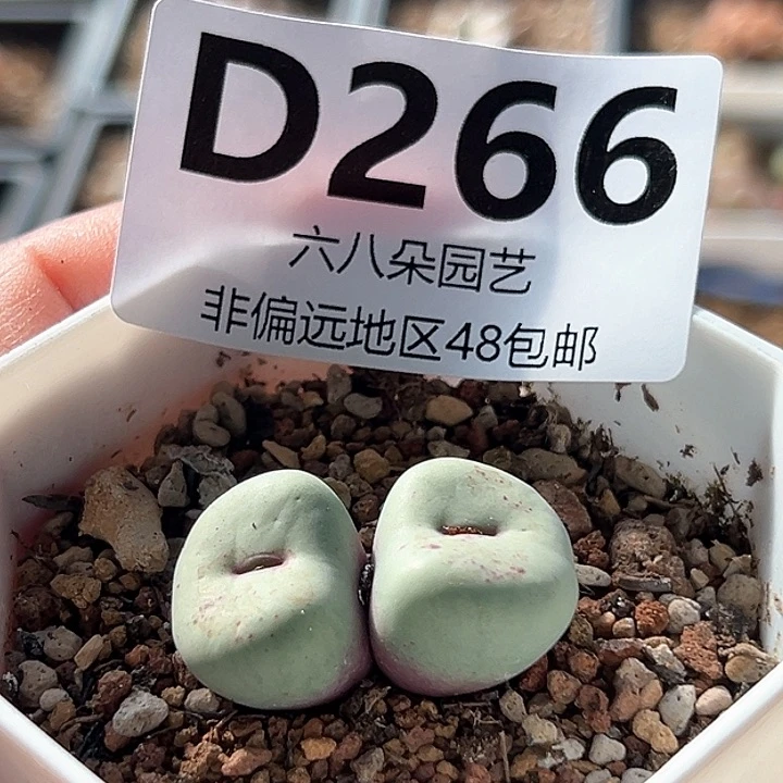 点赞福利小红嘴多肉