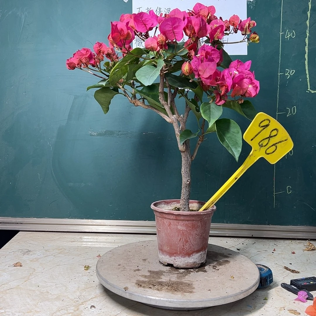 完全开放 福利 印度画报  986
