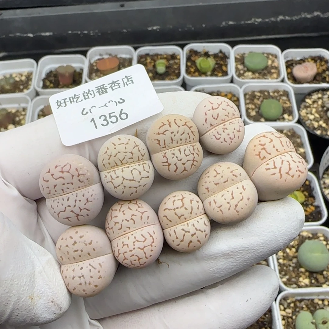 1356。默认脱土。18包邮。偏远88包邮