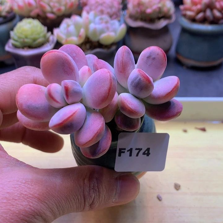 一物一拍满38包邮F174