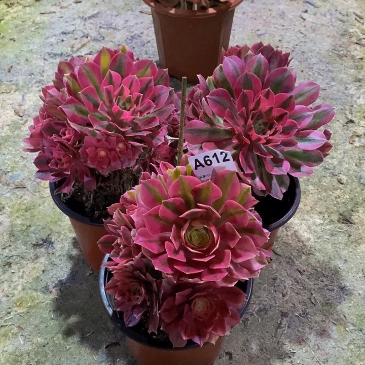 粉女巫三颗多肉植物612