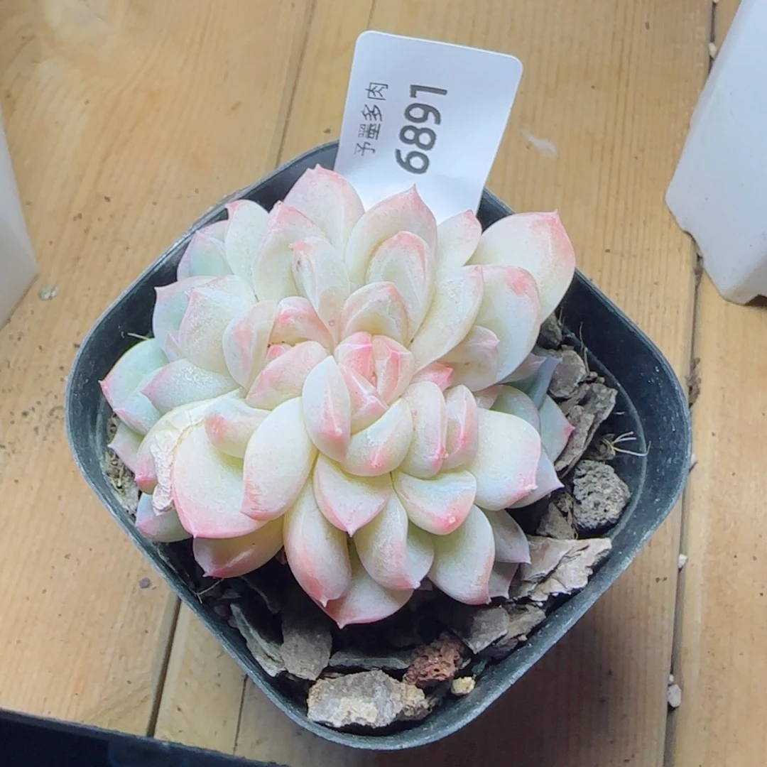 白桃汽水朵缀，6891多肉植物