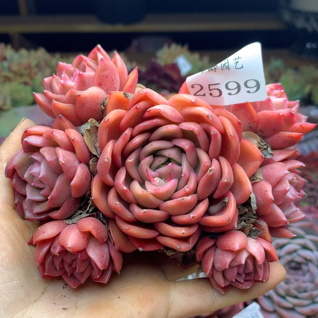 2599杂交精品基地冠12