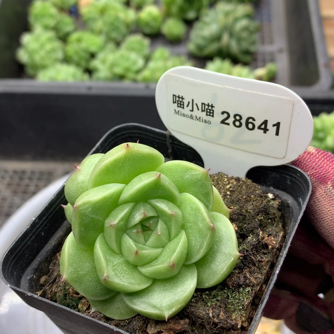 多肉植物麦秆珍妮