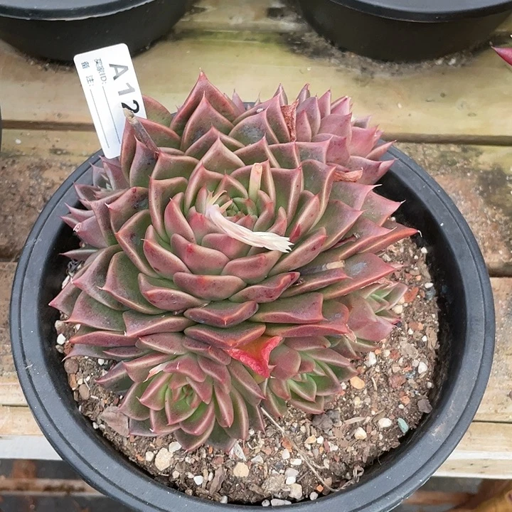 若如东云单拍A128