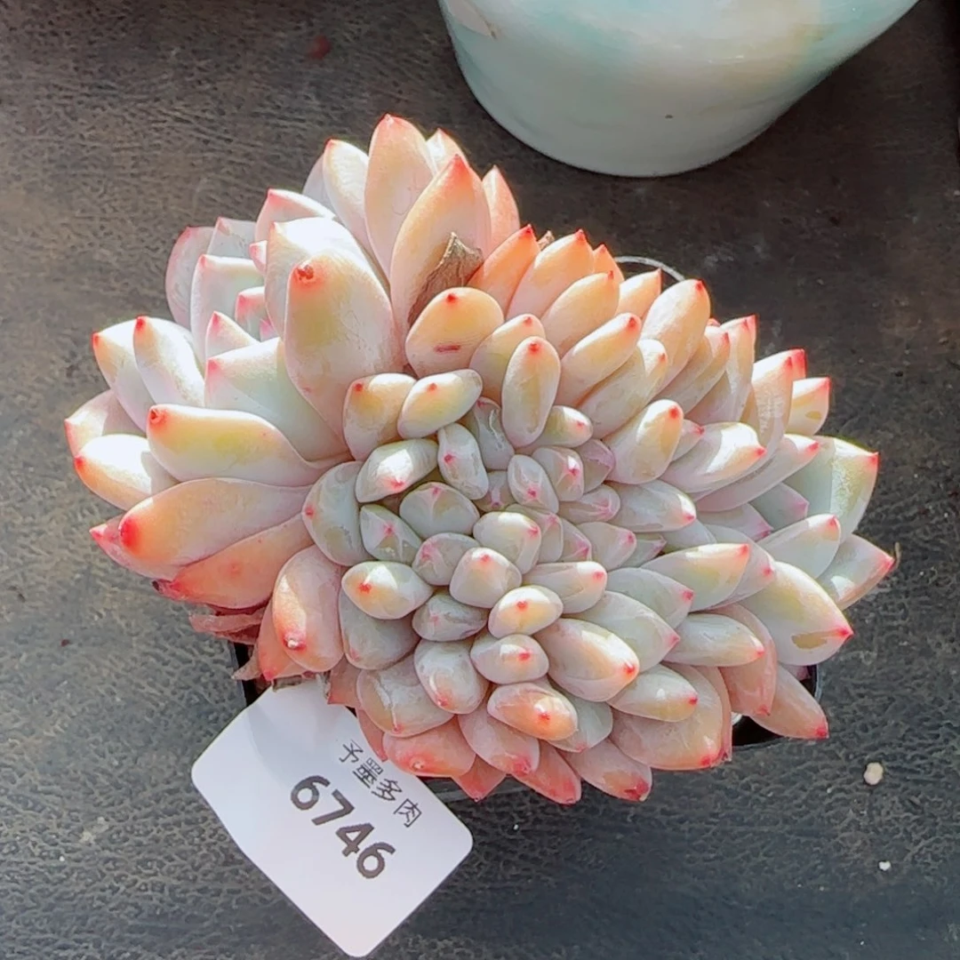 橙子缀化，6746多肉植物