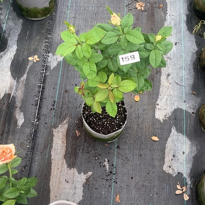 无花朵维纳斯159号