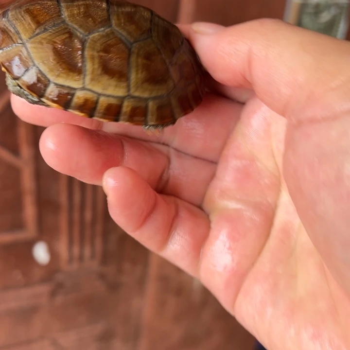 母绿毛龟小青11号