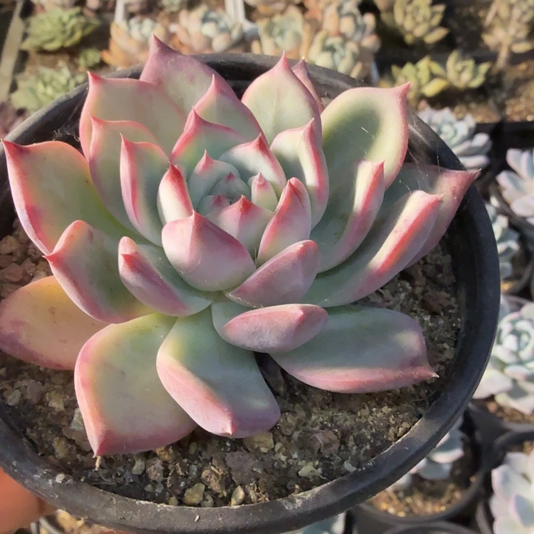 570七公分红拉糖满20包邮