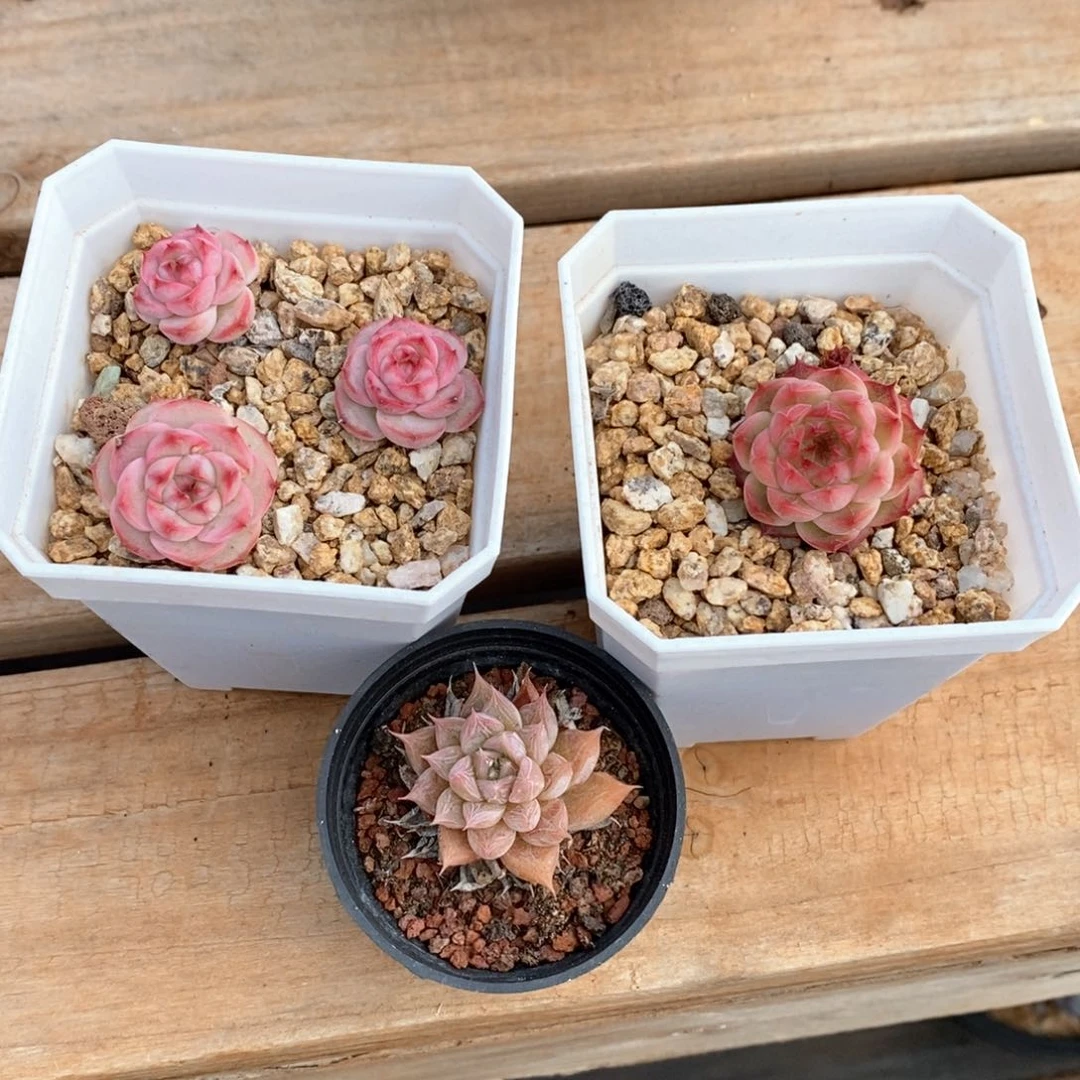 精品多肉一物一拍不包整028