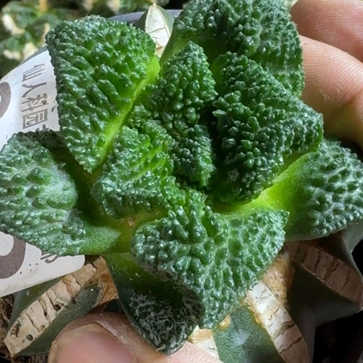 无花朵福利苗接密尤哥斯拉942