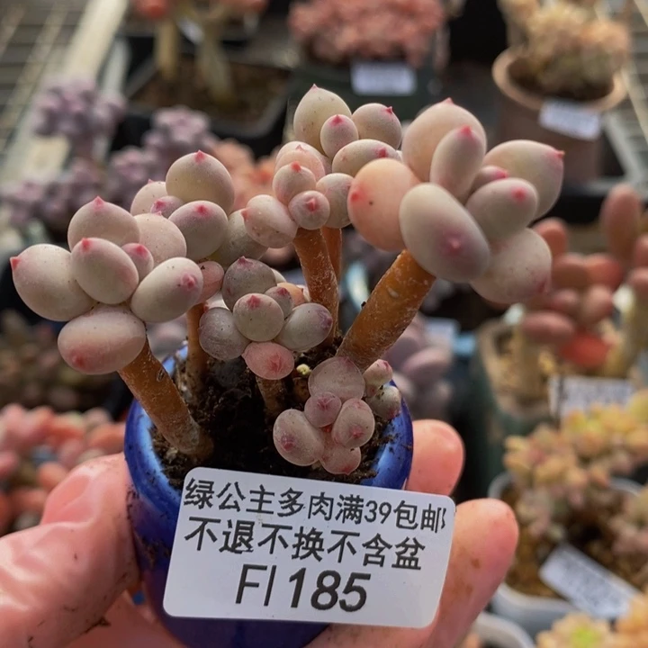 四代苹果奶5cm185多肉植物