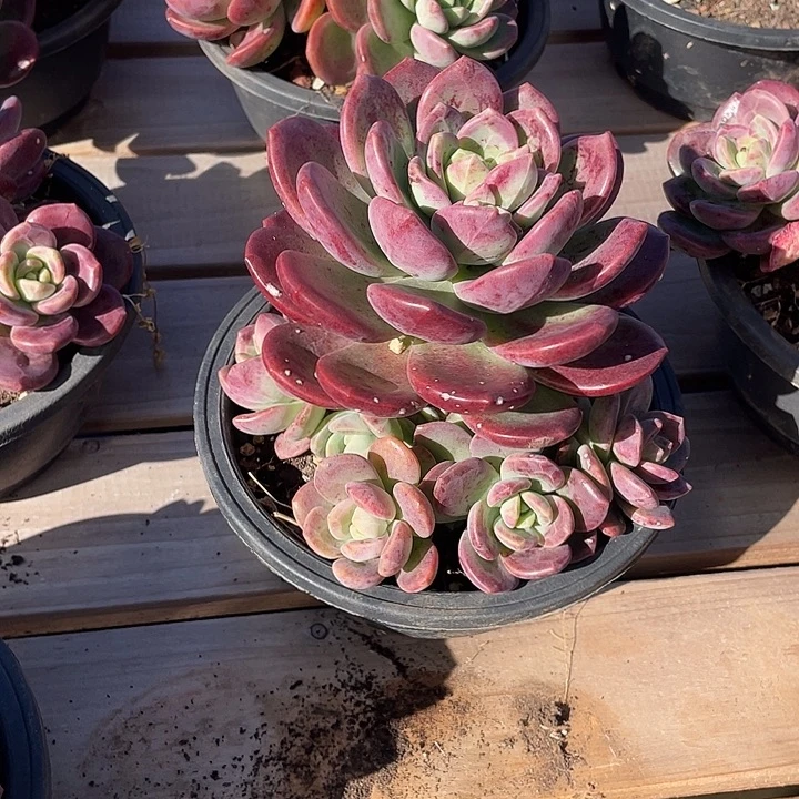 拉萨捧  不带盆土满20包邮发货