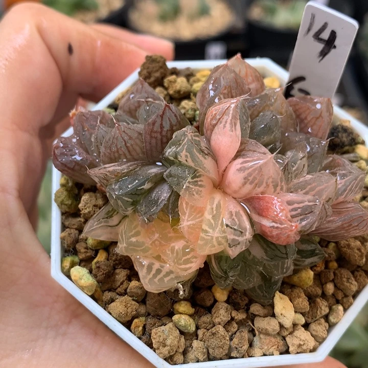 玉露锦dai er nv t