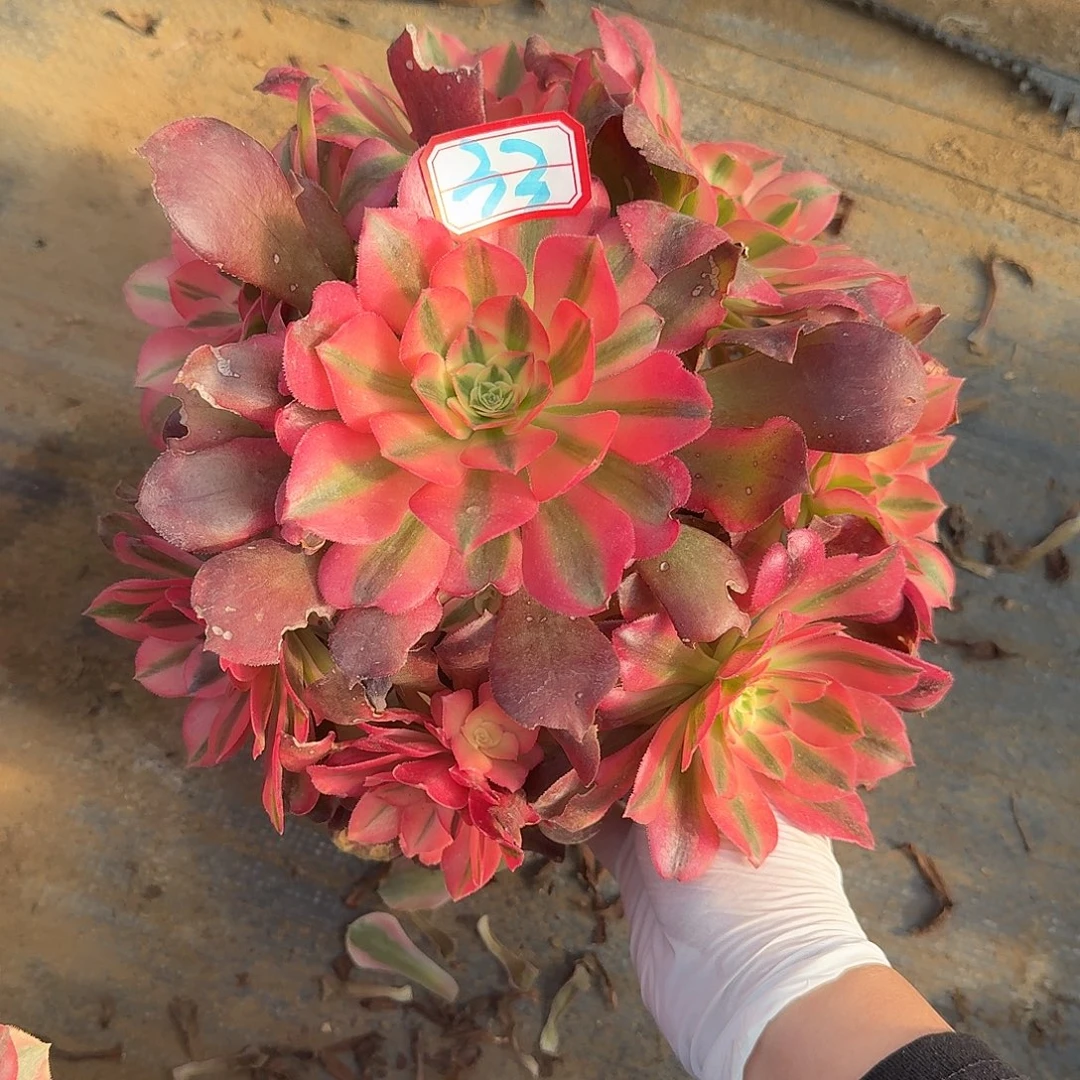 多肉植物香妃33号