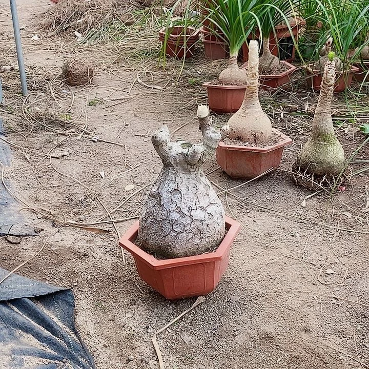 完全开放无花朵无叶懒人植物酒瓶兰
