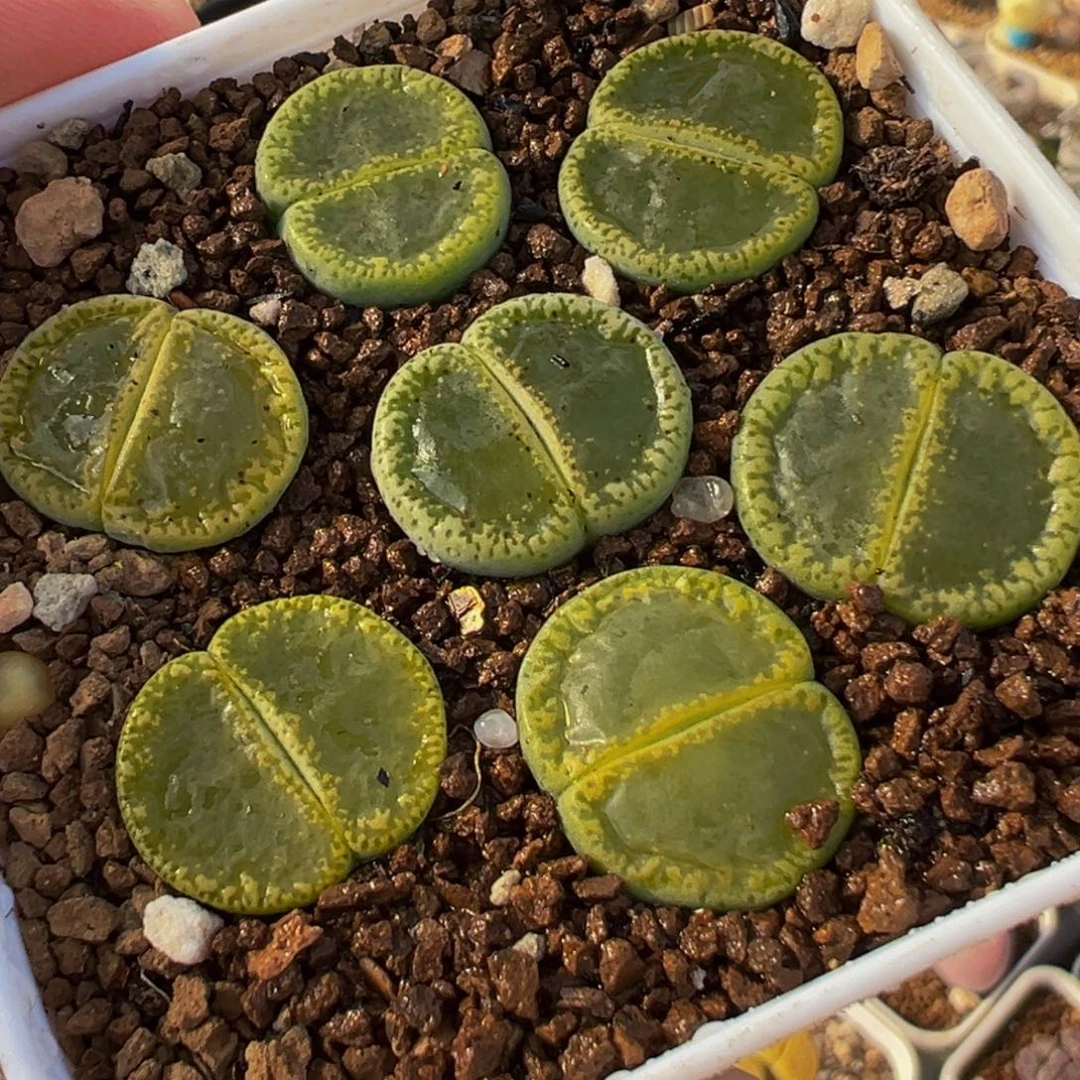 763多肉植物种类多样