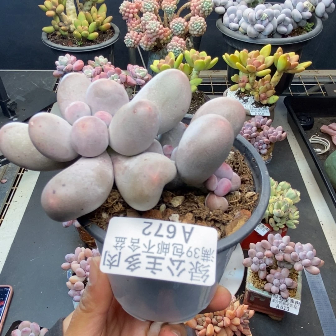 672米可奶多肉7c m