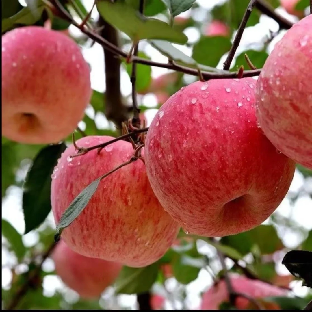 红富士苹果脆甜多汁新鲜应季坏果包赔Kd