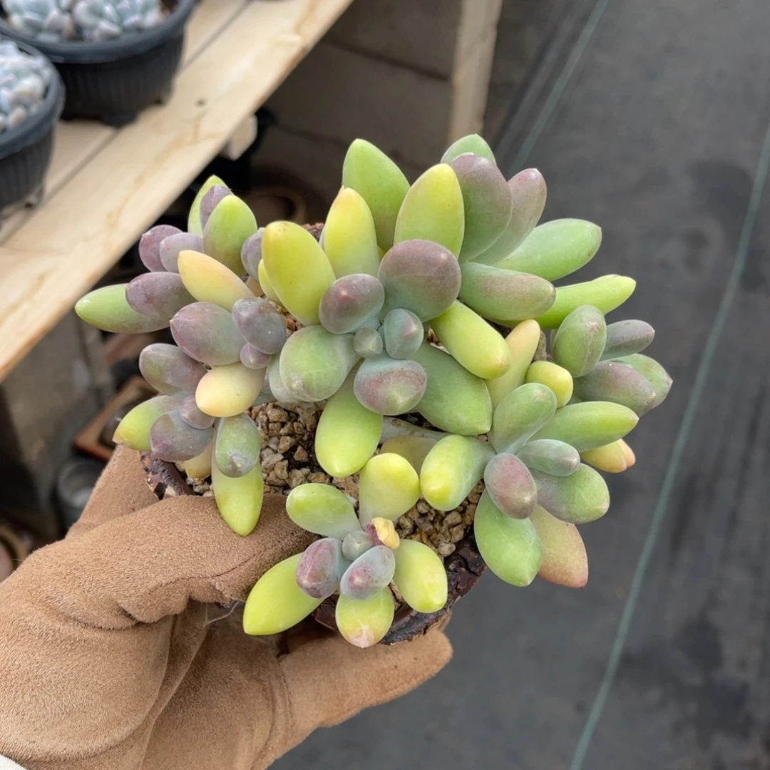 金蟾朵朵缀一物一拍