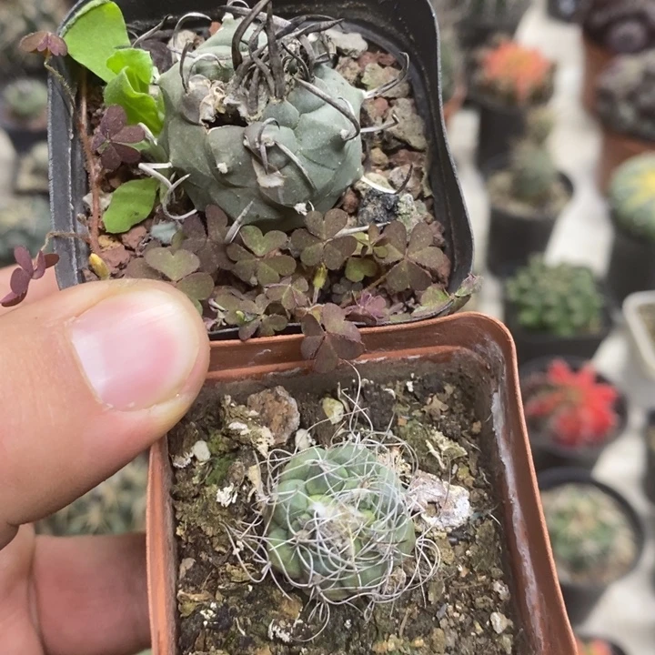 娇丽2颗特价福利带疤