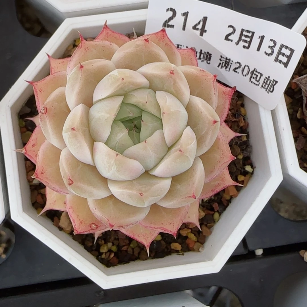 花语逸境0213-214