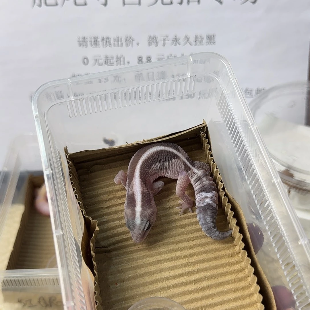 肥尾守宫直线奥利奥祖鲁