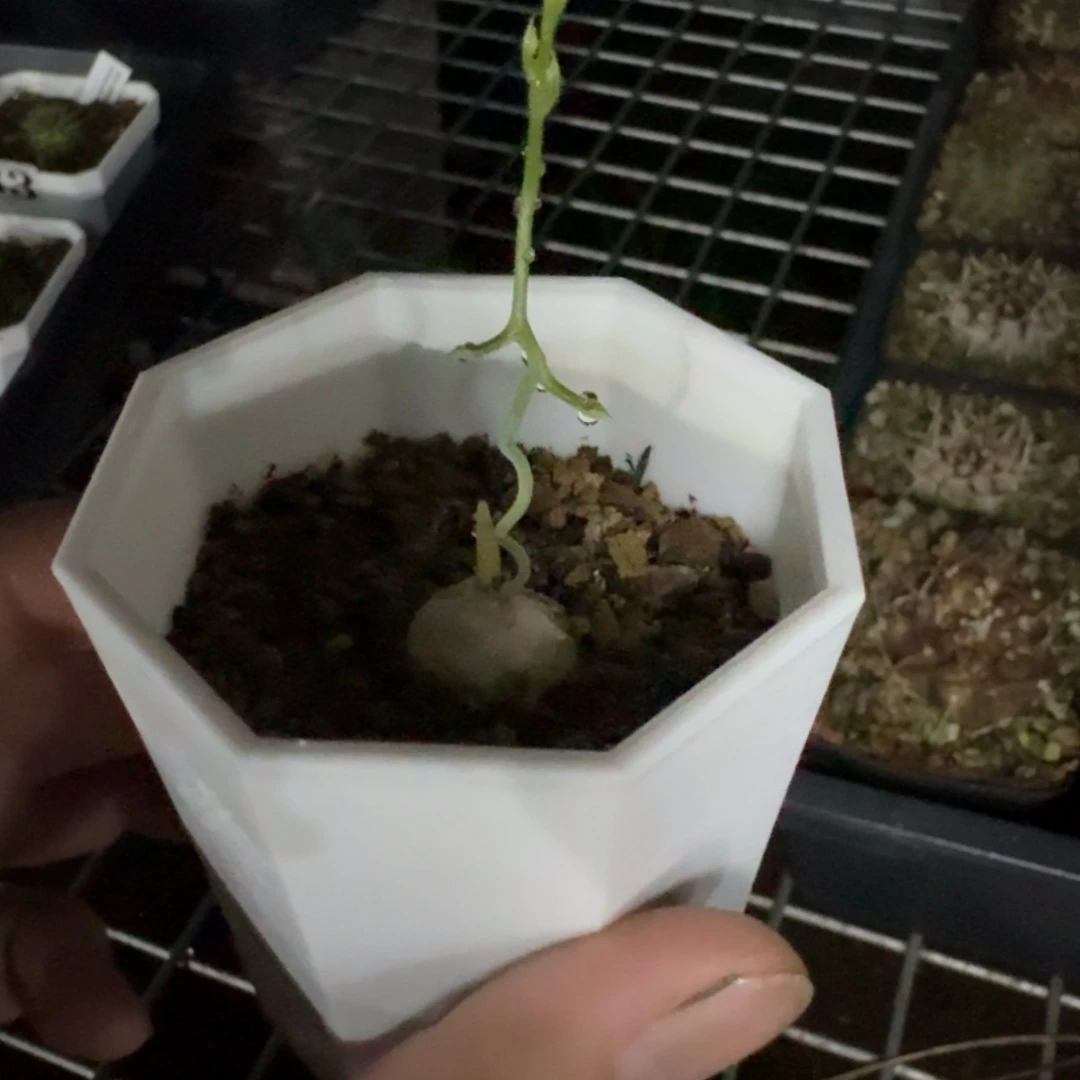 鹿角仓角殿多肉植物