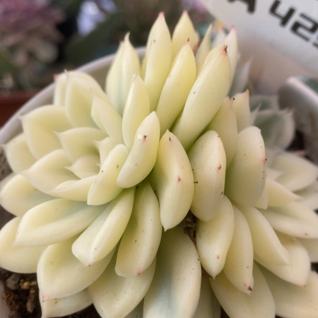 429月亮仙子锦锦锦锦锦锦