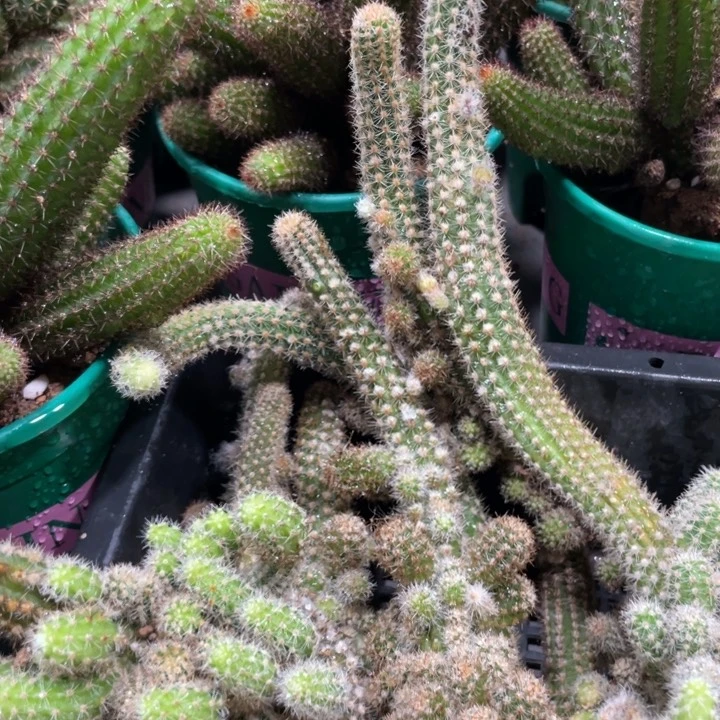 双面伊人进口白檀侧芽三条
