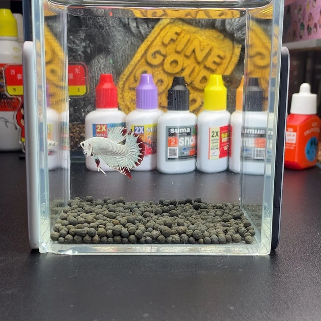 斗鱼51号104早雪红龙