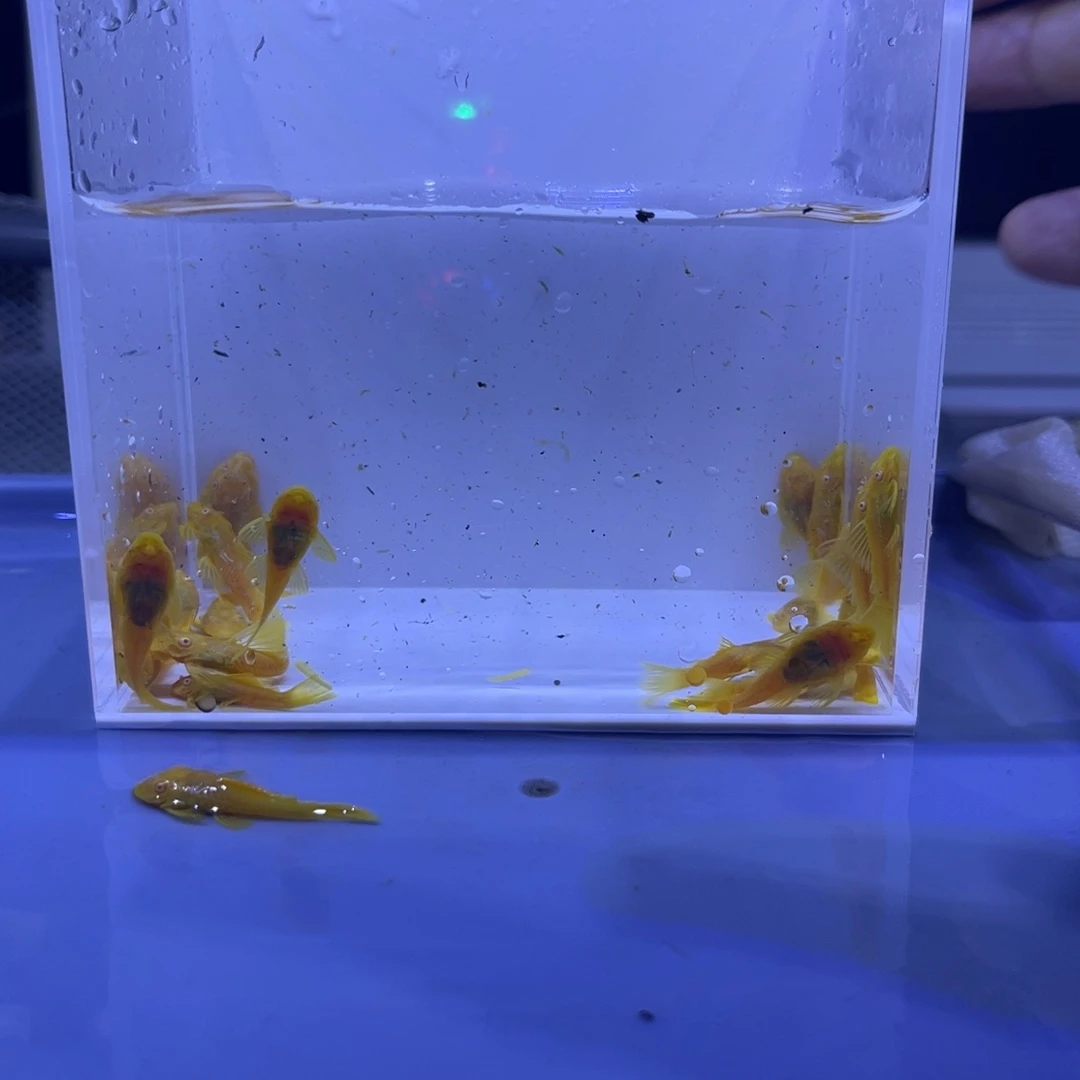 孔雀鱼胡子20条开箱视频报损