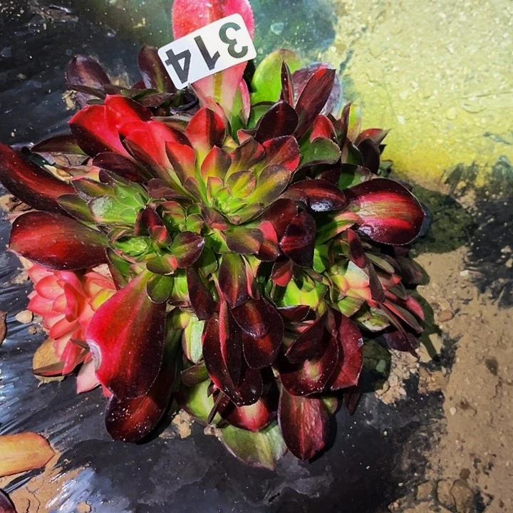 314流星雨多肉植物处理不售后