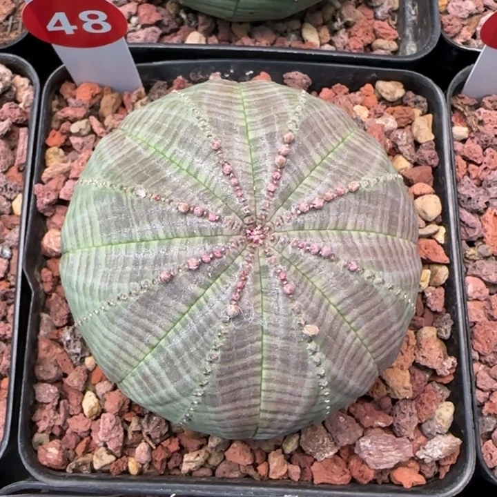 48号（欧系布纹八年老球）实生带盆（尺寸直径）-（ 6.7 ）厘米