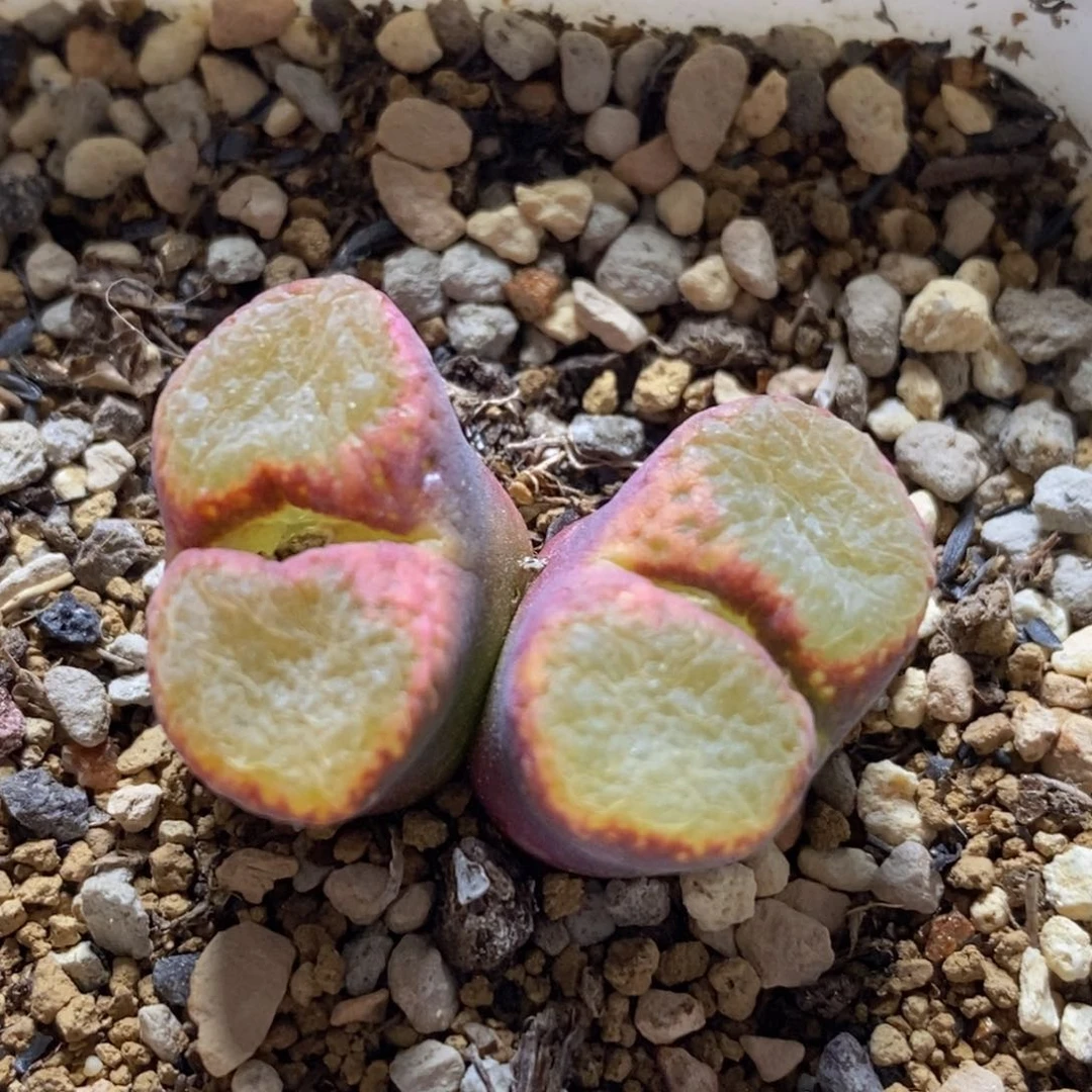 双头福利好看好看