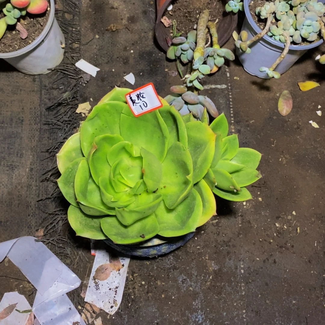 美***）一物一拍一物一拍