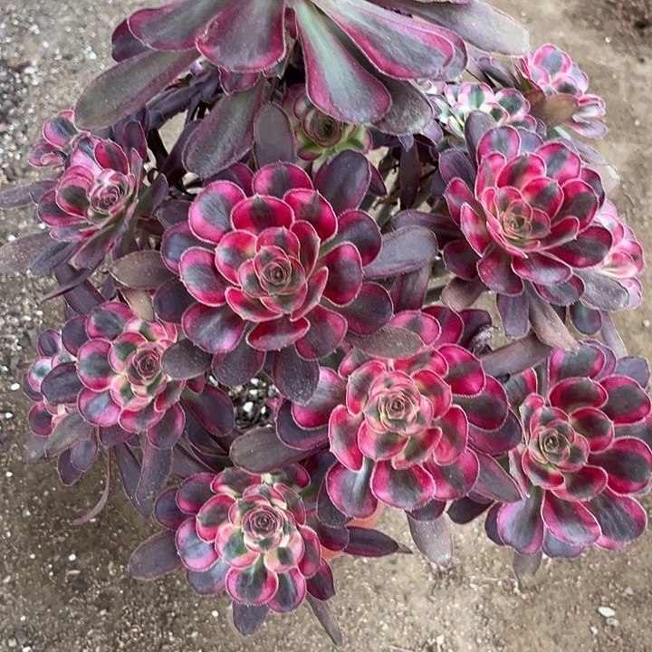 多肉植物香奈儿锦……