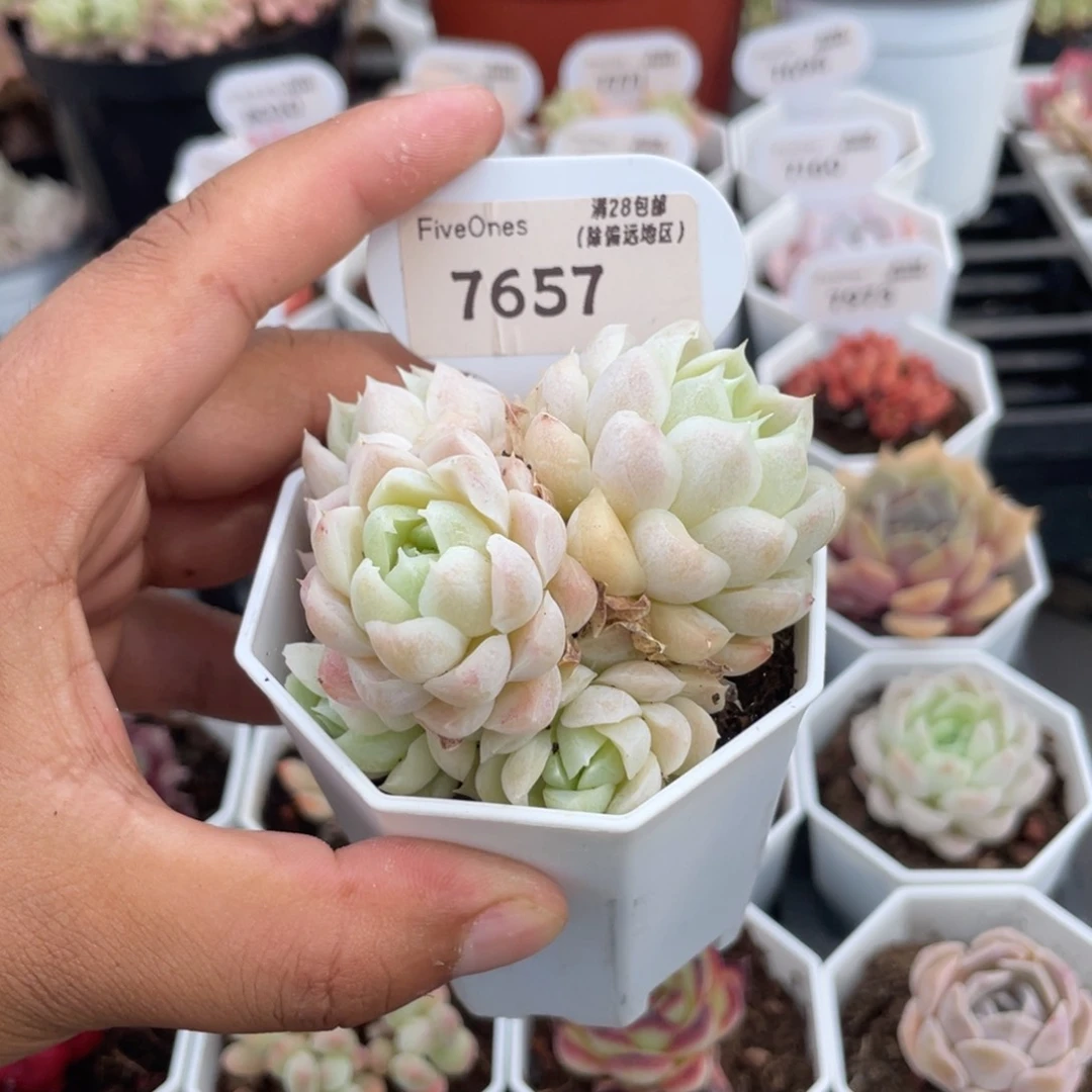 7657白月影5.0厘米