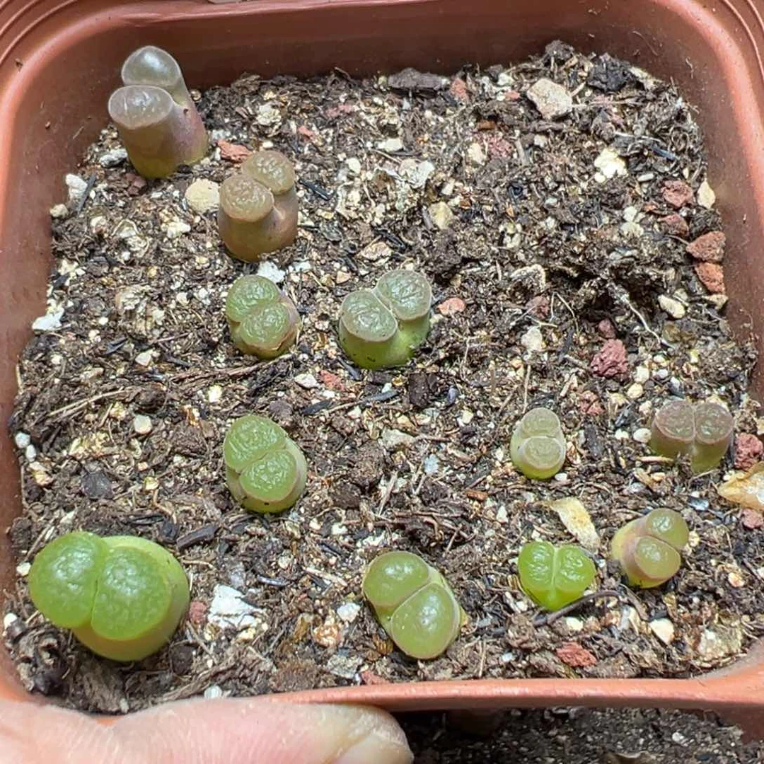 【闪购商品】 146。