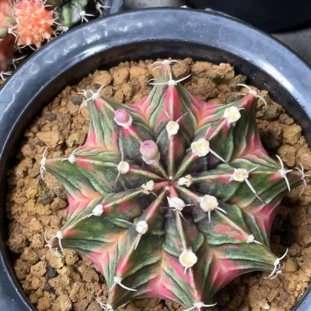 当前无花朵，栽培后可花朵泰系实生根，粉臀虎斑锦