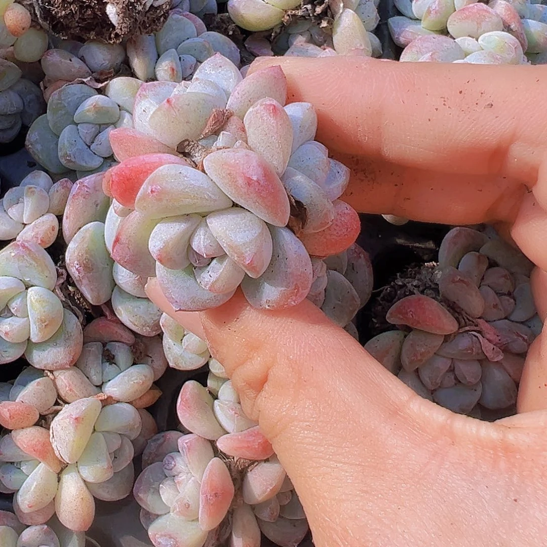 冰玉群苗5颗多肉植物