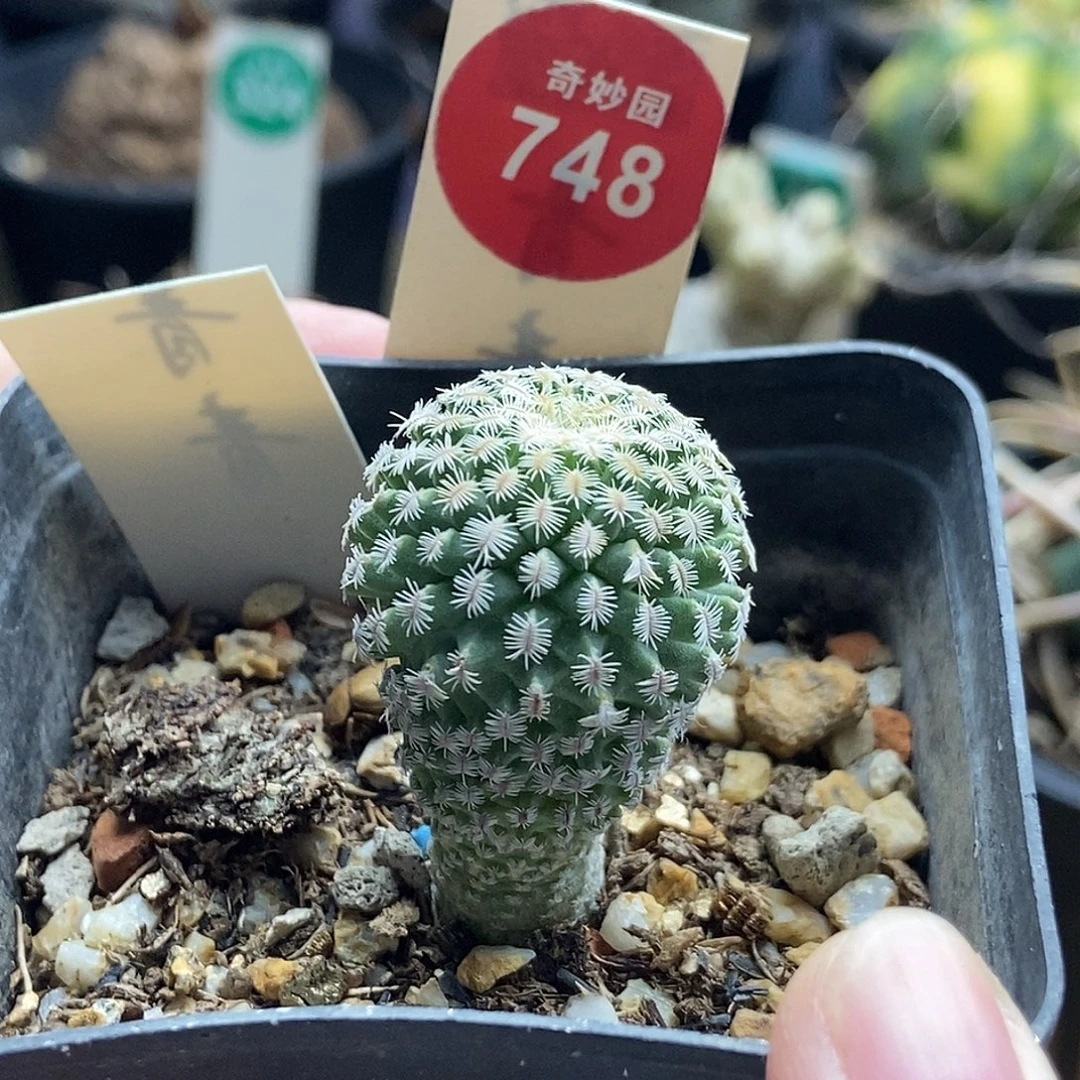 实生海胆娇丽2.4cm