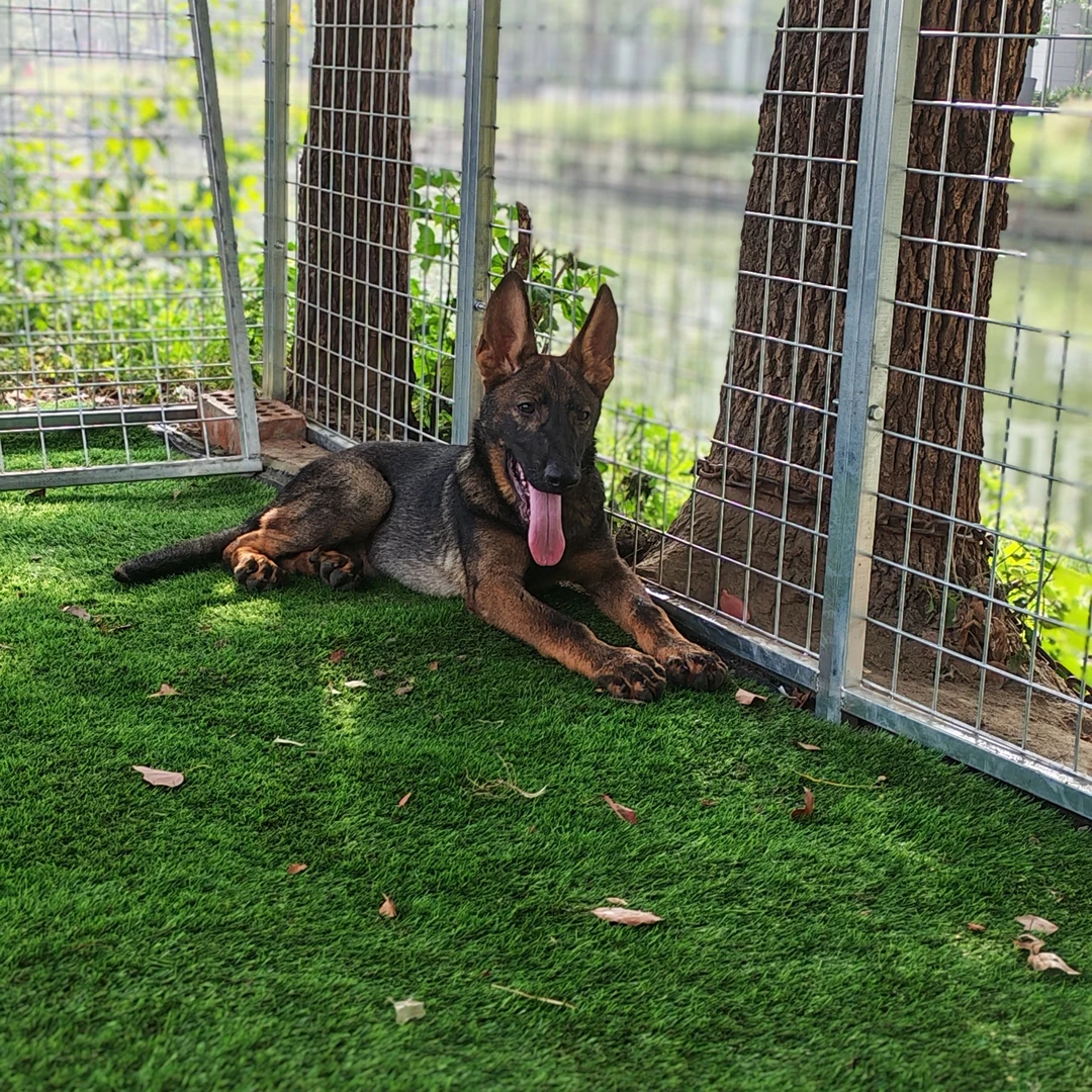 上海车界犬哥(精品东德牧羊犬狼灰小公)进口种公后代