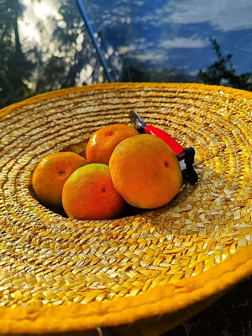 正宗无打蜡无核薄皮江西寻乌蜜桔新鲜水果现摘现发