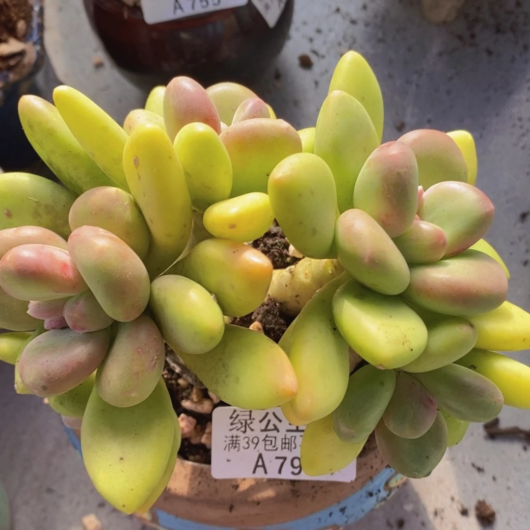 芒果奶老桩12cm790多肉植物