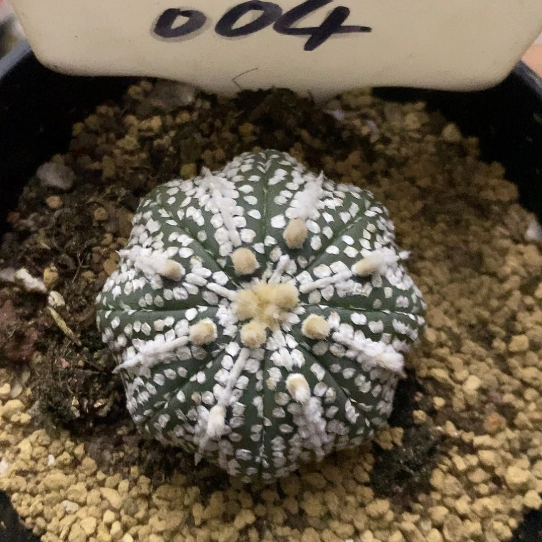 004奇迹潜力福利特价啦