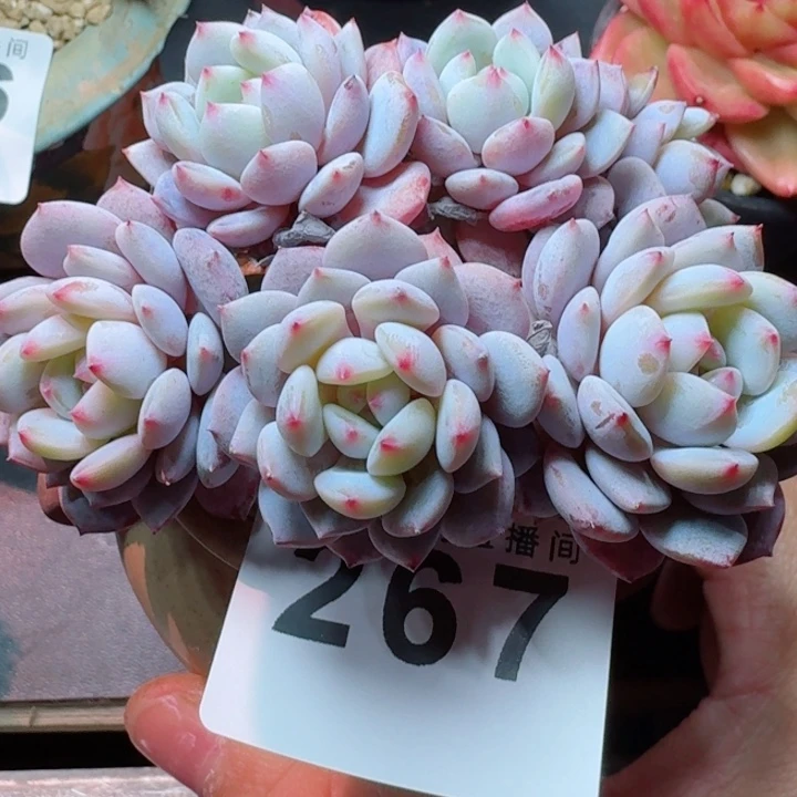 星星橙         精控精养多肉植物