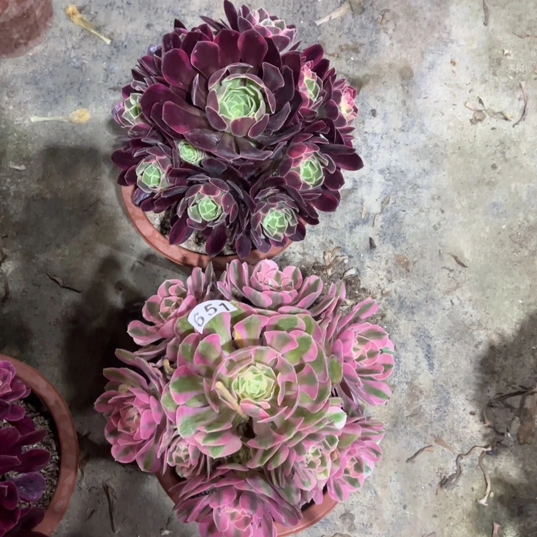 【闪购商品】套餐651多肉